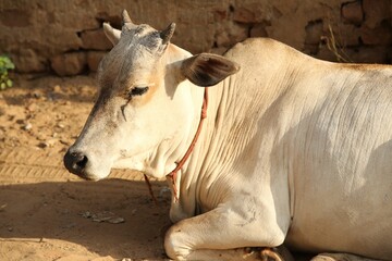 Close up cattle, cute cow portrait