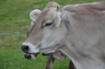 Obraz na płótnie Canvas Close up cattle, cute cow portrait
