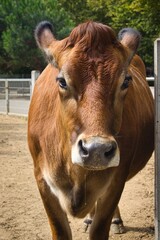 Close up cattle, cute cow portrait