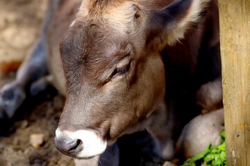 Close up cattle, cute cow portrait