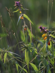 Close up shot of flowers in the grass