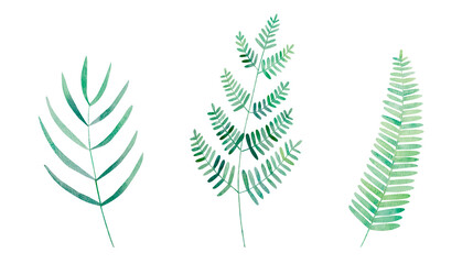 Watercolor isolated botanical set of trendy greenery: fern, weeping podocarpus. Hand drawn green branches cliparts on white background for prints, textile, wedding,  wallpapers.