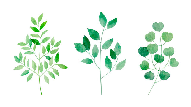 Watercolor isolated botanical set of trendy greenery: eucalyptus, nagi, salal lemon leaves. Hand drawn  cliparts of green branches on white background for prints, textile, wedding, logo.