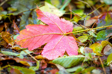 a red maple leaf lies between autumn leaves