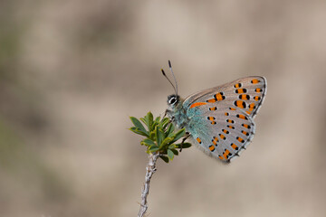 large spotted butterfly clinging to a green leafy grass, Tomares dobrogensis