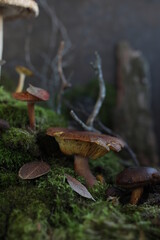 Composition on moss of various forest mushrooms and twigs. Edible and inedible mushrooms. Still life from natural materials.