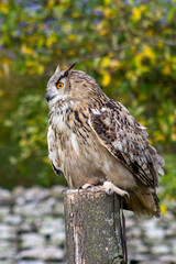Owl at Castle Bolton