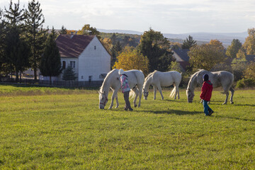 pferde auf der wiese mit leuten