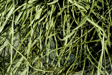 Close-up palm Nolina plant. Home plants care concept.