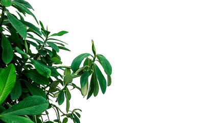 Schefflera Arboricola plant (Umbrella Plant) on white background.