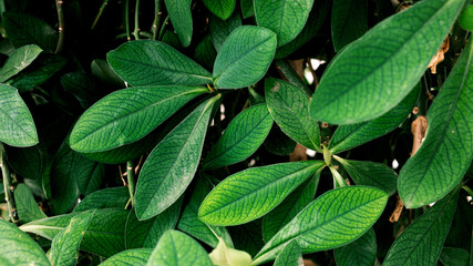 Close-up Schefflera Arboricola plant (Umbrella Plant)