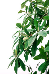 Schefflera Arboricola plant (Umbrella Plant) on white background.