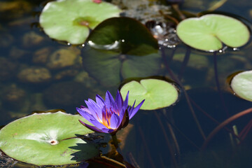 Tropical water lily blooms in a pond