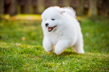 Adorable samoyed puppy running on the lawn