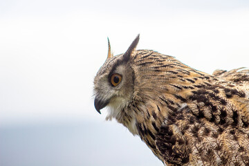 Owl at Castle Bolton
