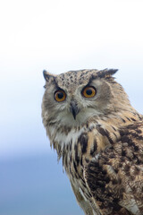Owl at Castle Bolton