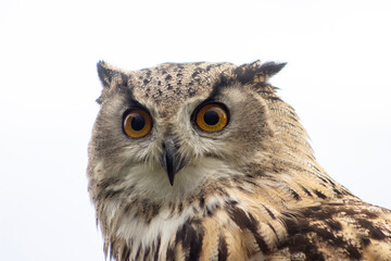 Owl at Castle Bolton