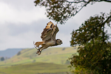 Owl at Castle Bolton