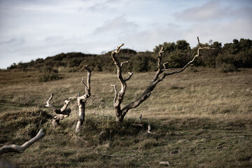 dead tree in a meadow, dunes in the background