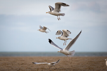 flying seagulls at the ocean beach