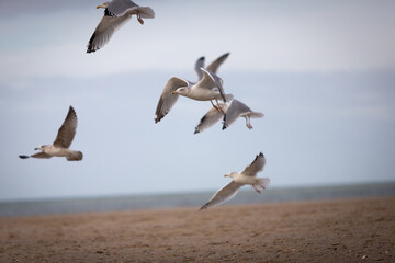 flying seagulls at the ocean beach