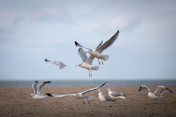 Fototapeta na wymiar flying seagulls at the ocean beach