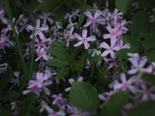 Small purple flowers on a dark background
