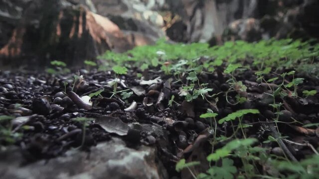 Peque&ntilde;o hongo en el suelo del bosque