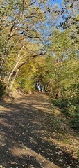 Unkel Germany November 2021 a country lane at golden hour in the forest in beautiful autumn weather with blue sky