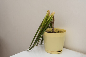 flower pot with green dracaena plant with withered leaves with improper care, dead dracaena