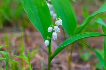 Lilies of the valley bloom in the forest with white delicate fragrant flowers similar to bells