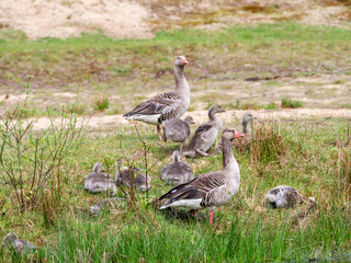 Obraz na płótnie Canvas Graylag goose, Anser anser, family, pair with young goslings in spring, Netherlands