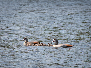 Egyptian goose, Alopochen aegyptiaca, pair swimming with five young goslings in lake, Netherlands