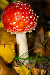Forest fly agaric in yellow foliage. Vertical frame.