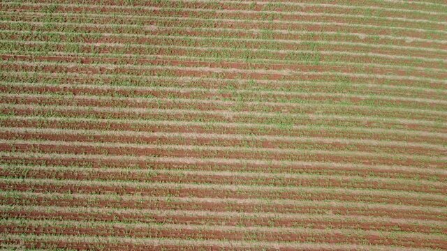 Cane field, drone in aerial movement showing a newly planted cane field in Brazil.