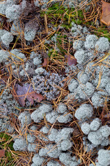Texture in the form of earth in an autumn forest of moss and pine needles.