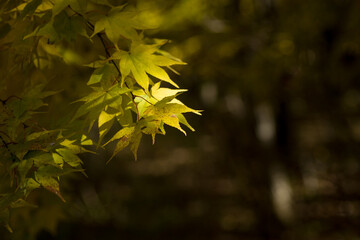 紅葉が始まったもみじ(黄色)