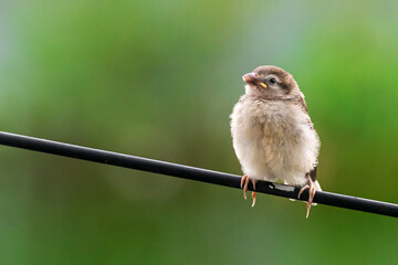 Tree baby sparrow sitting on the electric wire is eating food from its mother. The sparrow chick is calling its mother because of hunger.