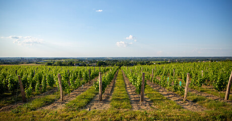 Obraz premium Alignement de pieds de vignes dans un paysage viticole en Anjou, France.