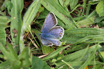 Common blue female butterfly in close up