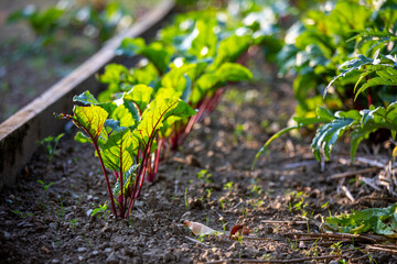 Betterave en pleine terre dans un jardin potager.
