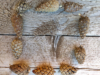 Pine cones lie on a wooden board in the shape of a sguare