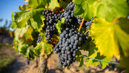 Grappe de raisin noir au soleil dans les vignes.