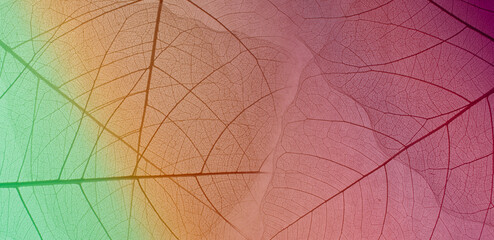 Close-up of a leaf. skeleton leaf leaves with a transparent shape .the leaves look abstract from nature and have a pattern at seamless background .beautiful colors for text and advertising