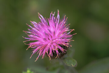 Pink knapweed flower in close up