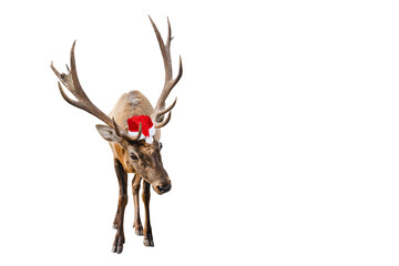 Funny Red deer with huge horns in Christmas or Santa hat isolated on white background. Deer is new year symbol. Banner with copy space.