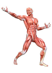 3D Rendering Male Anatomy Figure on White