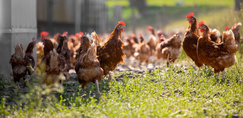 Poule et poulet fermier dans un élevage en plein air. - obrazy, fototapety, plakaty