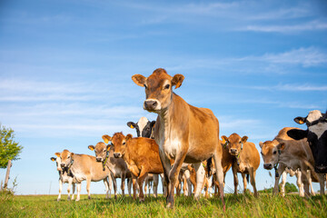 Naklejka na ściany i meble Jeune vache au champ dans la campagne au printemps.