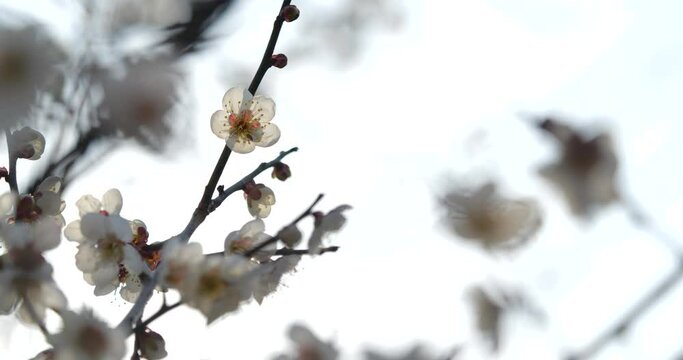 白梅の花の写真
